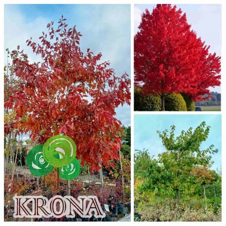Саджанці купити Дуб червоний (Quercus rubra) / H 700 + см  /НО 46-50 см/ ком