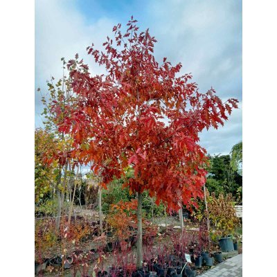 Саджанці купити Дуб червоний (Quercus rubra) / H 700 + см  /НО 46-50 см/ ком