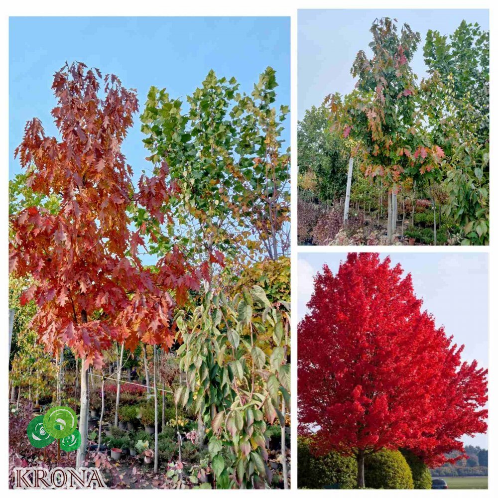 Саджанці купити Дуб червоний (Quercus rubra) / H 500 + см  /АЛЕ 23-25 см/ ком