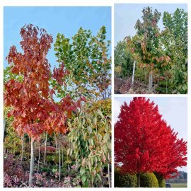 Дуб червоний (Quercus rubra) / H 500 + см  /АЛЕ 23-25 см/ ком