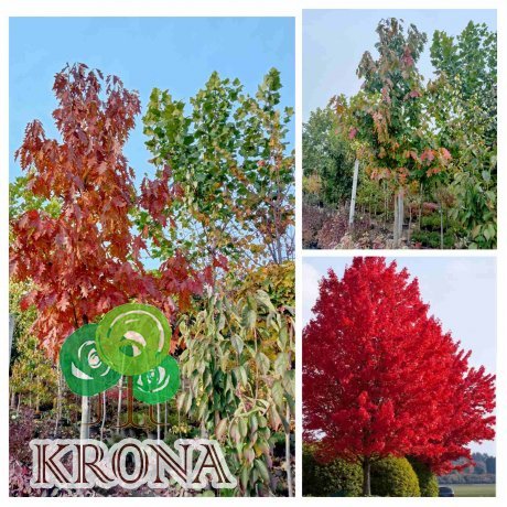 Саджанці купити Дуб червоний (Quercus rubra) / H 500 + см  /АЛЕ 23-25 см/ ком