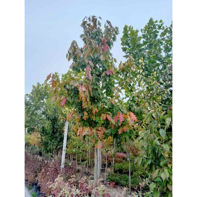 Саджанці купити Дуб червоний (Quercus rubra) / H 500 + см  /АЛЕ 23-25 см/ ком