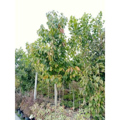 Саджанці купити Дуб червоний (Quercus rubra) / H 500 + см  /АЛЕ 23-25 см/ ком