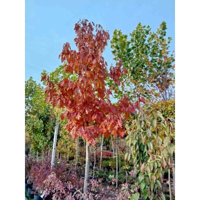 Саджанці купити Дуб червоний (Quercus rubra) / H 500 + см  /АЛЕ 23-25 см/ ком