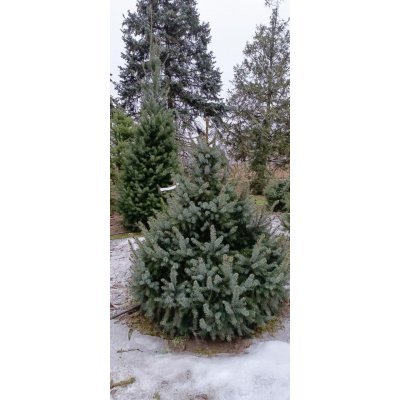 Саджанці купити Ялина сербська (Picea omorika) / H 190-220 см / ком