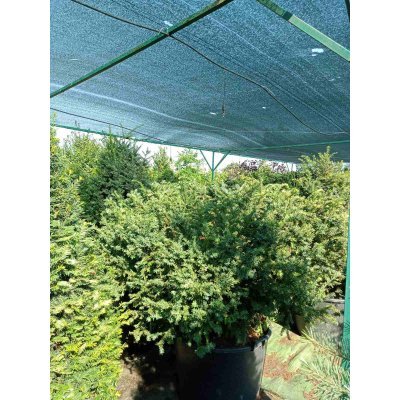 Саджанці купити Тис ягідний (Taxus baccata) "Elegantissima" / H 120хD170 см / контейнер С160 L