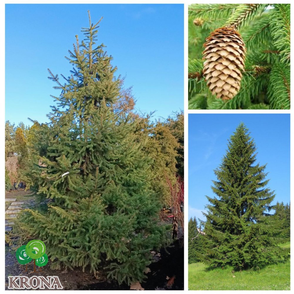 Саджанці купити Ялина звичайна Європейська (Picea abies) / Н 450-500 см/ ком