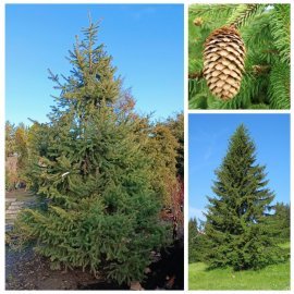 Ялина звичайна Європейська (Picea abies) / Н 450-500 см/ ком Ялина звичайна Європейська (Picea abies) / Н 450-500 см/ ком