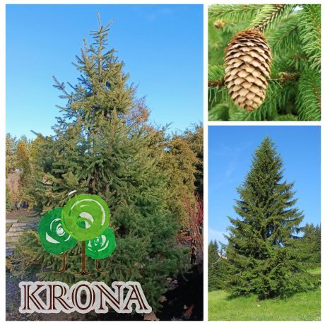 Саджанці купити Ялина звичайна Європейська (Picea abies) / Н 450-500 см/ ком