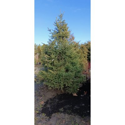 Саджанці купити Ялина звичайна Європейська (Picea abies) / Н 450-500 см/ ком