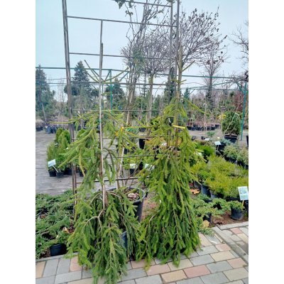 Саджанці купити Ялина звичайна (Picea abies) "Frohburg" /H 150-170 см/ контейнер С80  L