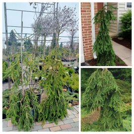 Ялина звичайна (Picea abies) "Frohburg" /H 150-170 см/ контейнер С80  L