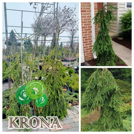 Саджанці купити Ялина звичайна (Picea abies) "Frohburg" /H 150-170 см/ контейнер С80  L
