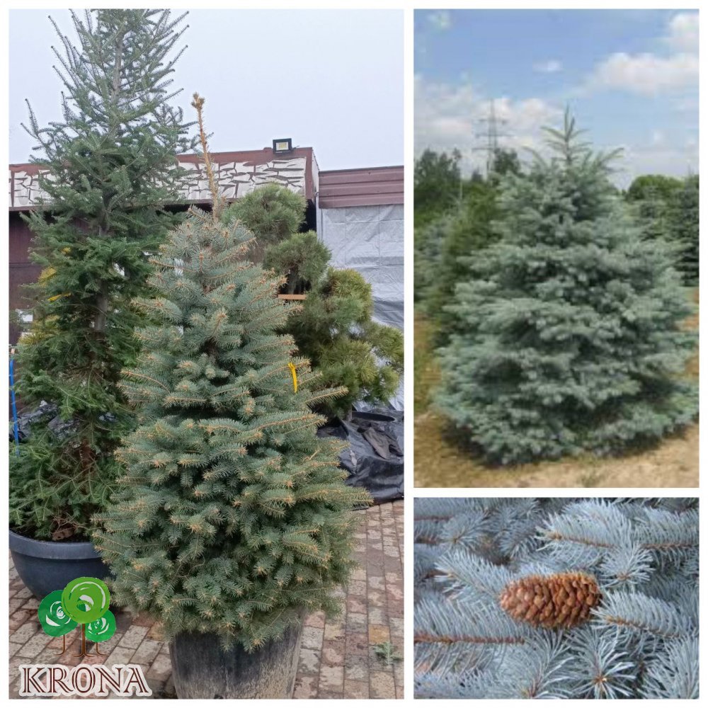 Саджанці купити Ялина колюча форма блакитна (Picea pungens f. glauca) / H 170-200 см / контейнер