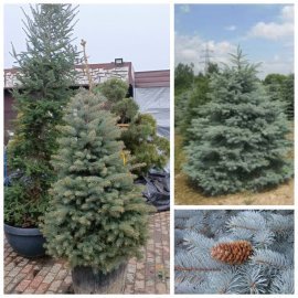 Ялина колюча форма блакитна (Picea pungens f. glauca) / H 170-200 см / контейнер