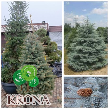 Саджанці купити Ялина колюча форма блакитна (Picea pungens f. glauca) / H 170-200 см / контейнер