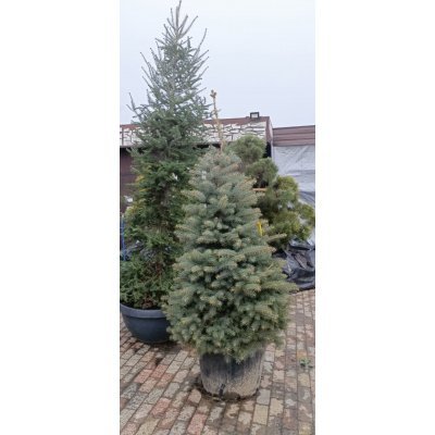 Саджанці купити Ялина колюча форма блакитна (Picea pungens f. glauca) / H 170-200 см / контейнер
