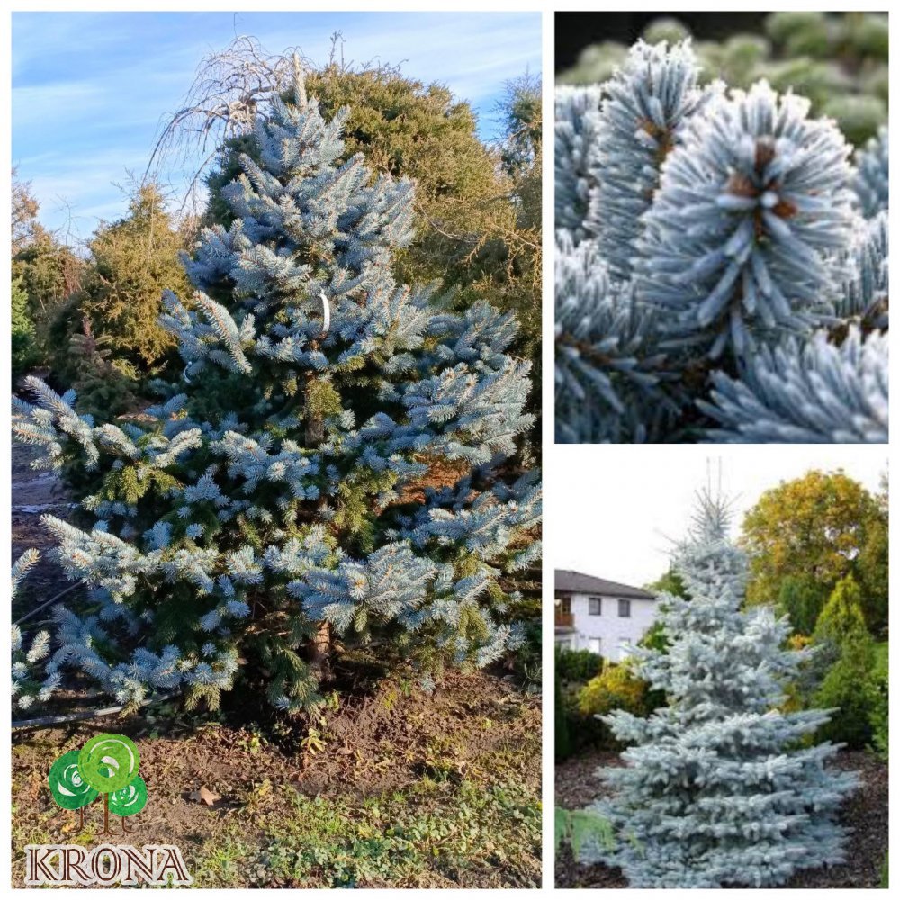 Саджанці купити Ялина колюча (Picea pungens) "Hoopsii"/H 200-220  см/ком