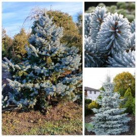 Ялина колюча (Picea pungens) "Hoopsii"/H 200-220  см/ком