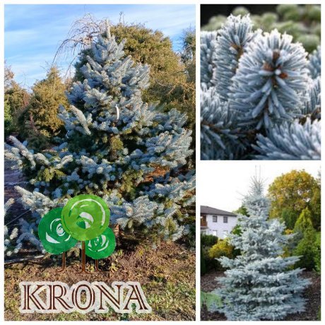 Саджанці купити Ялина колюча (Picea pungens) "Hoopsii"/H 200-220  см/ком