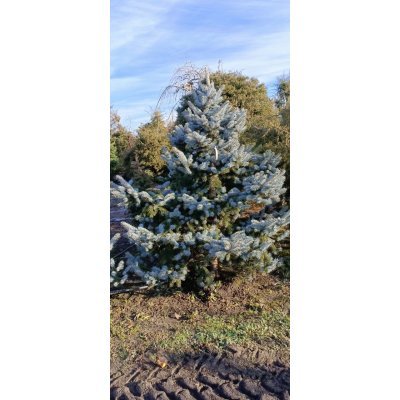 Саджанці купити Ялина колюча (Picea pungens) "Hoopsii"/H 200-220  см/ком