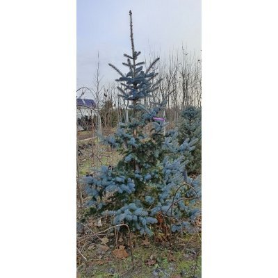 Саджанці купити Ель колючая (Picea pungens) "Hoopsii"/H 250 +  см/ком