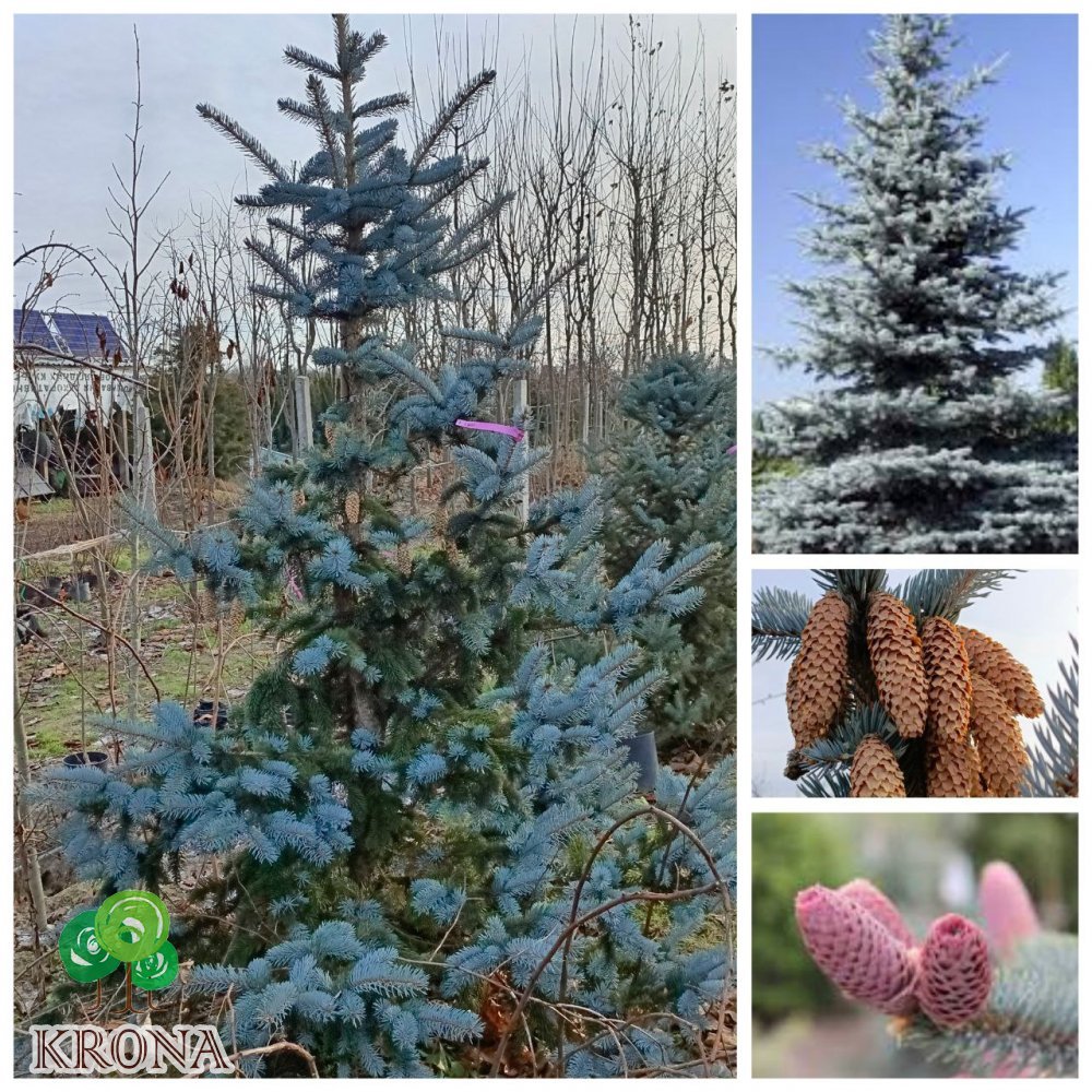 Саджанці купити Ель колючая (Picea pungens) "Hoopsii"/H 250 +  см/ком