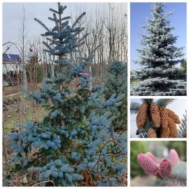 Ель колючая (Picea pungens) "Hoopsii"/H 250 +  см/ком