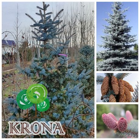 Саджанці купити Ель колючая (Picea pungens) "Hoopsii"/H 250 +  см/ком