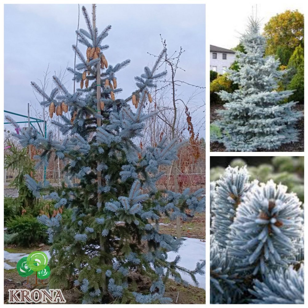 Саджанці купити Ялина колюча (Picea pungens) "Hoopsii"/H250-300 см/ком