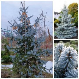 Ялина колюча (Picea pungens) "Hoopsii"/H250-300 см/ком