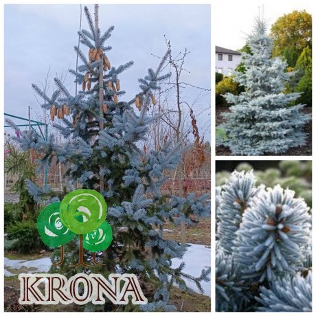 Саджанці купити Ялина колюча (Picea pungens) "Hoopsii"/H250-300 см/ком