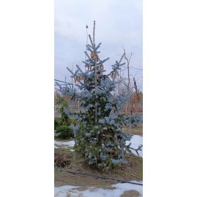Саджанці купити Ялина колюча (Picea pungens) "Hoopsii"/H250-300 см/ком