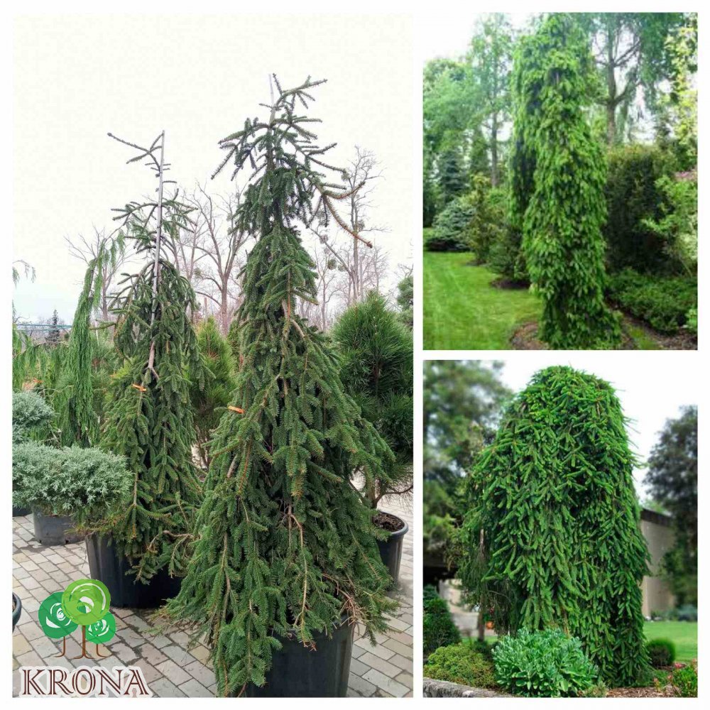 Саджанці купити Ялина звичайна (Picea abies) "Inversa compacta" /H 250 -300  см / контейнер 120 L