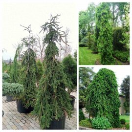 Ялина звичайна (Picea abies) "Inversa compacta" /H 250 -300  см / контейнер 120 L