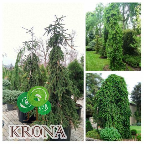 Саджанці купити Ялина звичайна (Picea abies) "Inversa compacta" /H 250 -300  см / контейнер 120 L