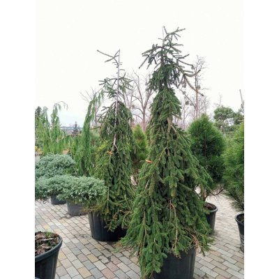 Саджанці купити Ялина звичайна (Picea abies) "Inversa compacta" /H 250 -300  см / контейнер 120 L