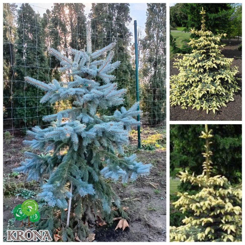 Саджанці купити Ялина колюча "Ян Бичковський"  (Picea pungens) "Jan Byczkowski"/H 170 -200 см/ ком
