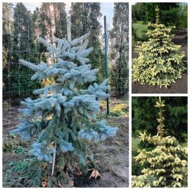 Ялина колюча "Ян Бичковський"  (Picea pungens) "Jan Byczkowski"/H 170 -200 см/ ком