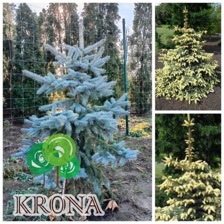 Саджанці купити Ялина колюча "Ян Бичковський"  (Picea pungens) "Jan Byczkowski"/H 170 -200 см/ ком