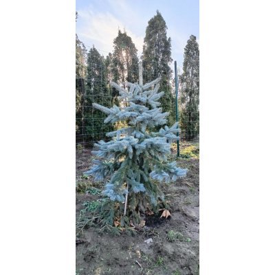 Саджанці купити Ялина колюча "Ян Бичковський"  (Picea pungens) "Jan Byczkowski"/H 170 -200 см/ ком