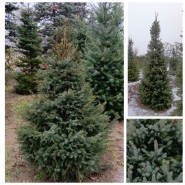 Ялина сербська (Picea omorika) / H 200 см+ / ком