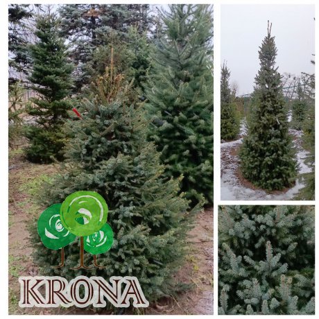 Саджанці купити Ялина сербська (Picea omorika) / H 200 см+ / ком
