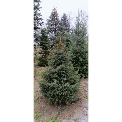 Саджанці купити Ялина сербська (Picea omorika) / H 200 см+ / ком