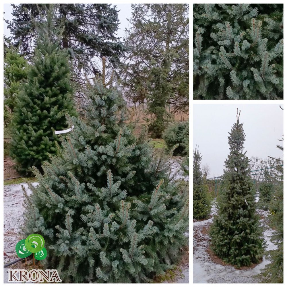 Саджанці купити Ялина сербська (Picea omorika) / H 190-220 см / ком