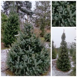 Ялина сербська (Picea omorika) / H 190-220 см / ком