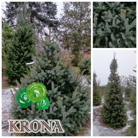 Саджанці купити Ялина сербська (Picea omorika) / H 190-220 см / ком