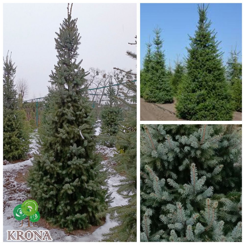 Саджанці купити Ялина сербська (Picea omorika) / H 300+ см / ком