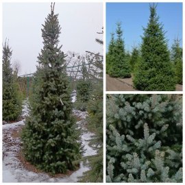 Ялина сербська (Picea omorika) / H 300+ см / ком