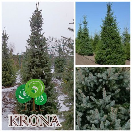 Саджанці купити Ялина сербська (Picea omorika) / H 300+ см / ком